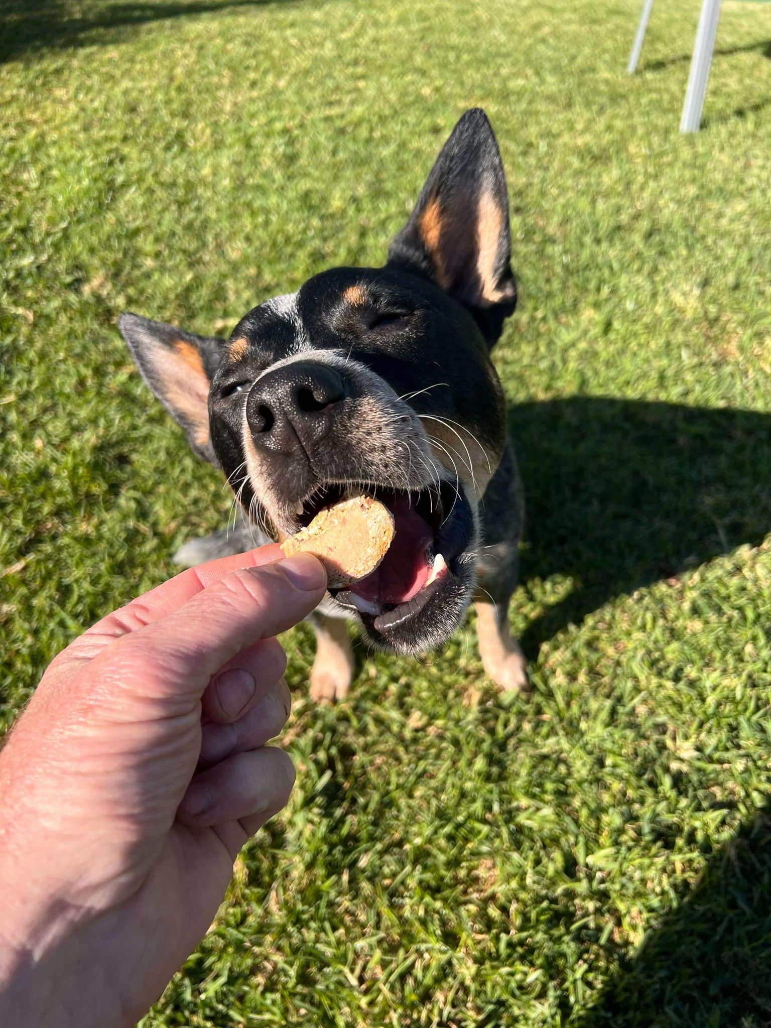 Petsypoles - Mini Bites (Freeze Dried / Frozen)