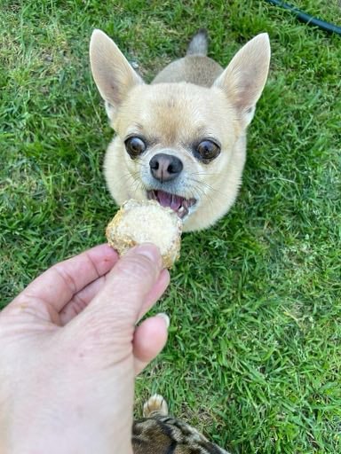 Petsypoles - Mini Bites (Freeze Dried / Frozen)