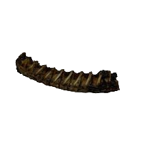 Kangaroo Neck Bone