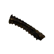 Kangaroo Neck Bone